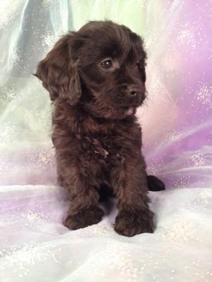 Male cavachon Puppy for sale #2 DOB 10-25-13|Cavachon Breeders with Cavachons for sale
